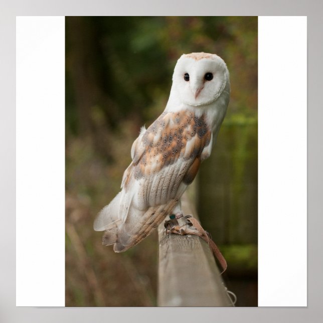 Póster Barn Owl em uma cerca (Frente)