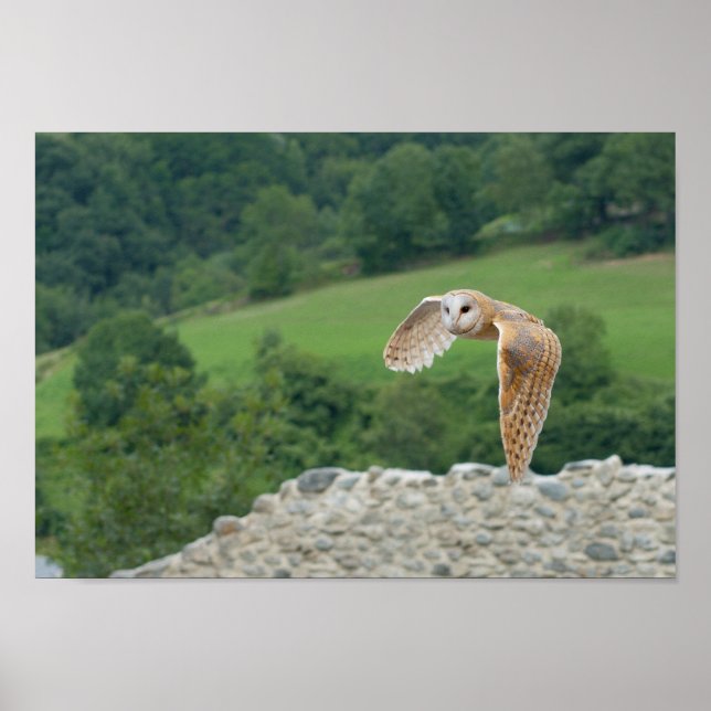 Poster Barn Owl em voo (Frente)