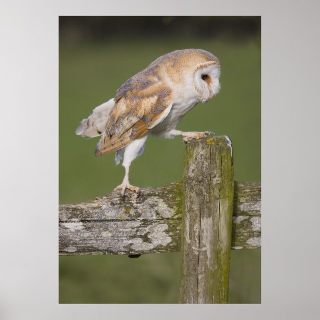 Póster Barn Owl indo para um passeio (Frente)