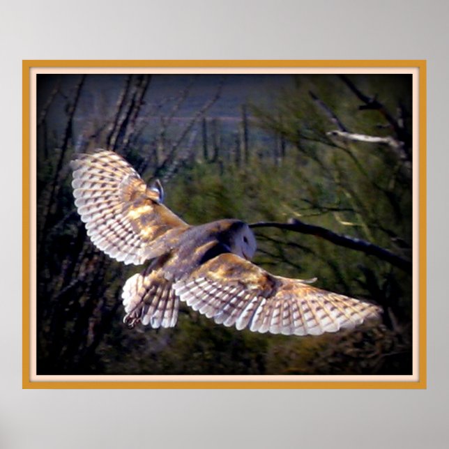 Póster Barn Owl no meio do voo (Frente)