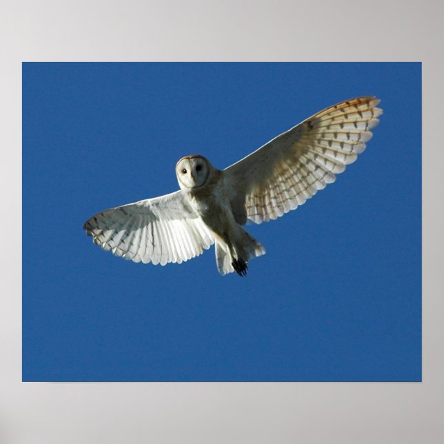 Poster Barn Owl no Voo do Dia (Frente)