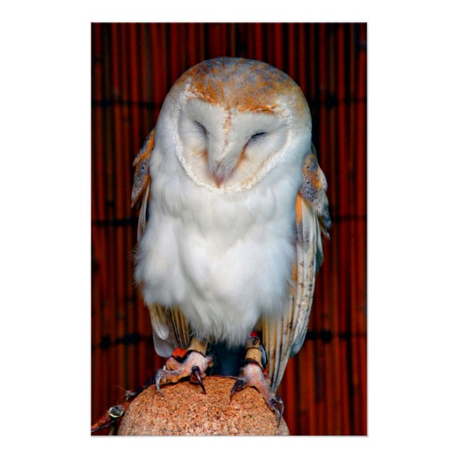 Póster Barn Owl Tyto Alba Bird Of Prey (Frente)