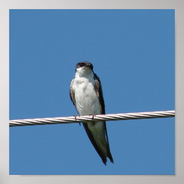 Poster Barn Swallow (Frente)