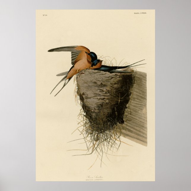 Poster Barn Swallow (Frente)