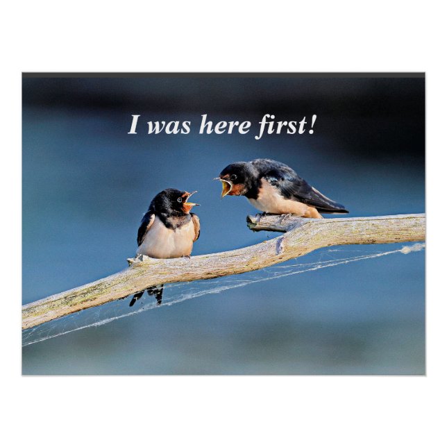Póster Barn swallow discutindo, (Frente)