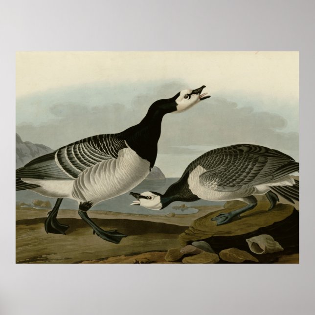 Poster Barnacle Goose (Frente)