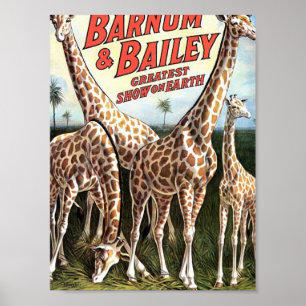 Póster Barnum & teatro retro dos girafas de Bailey