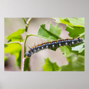 Póster Barraca Caterpillar em um carvalho