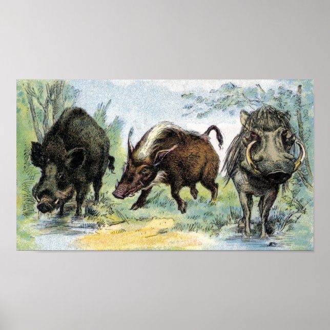 Póster Barras Selvagens (Frente)