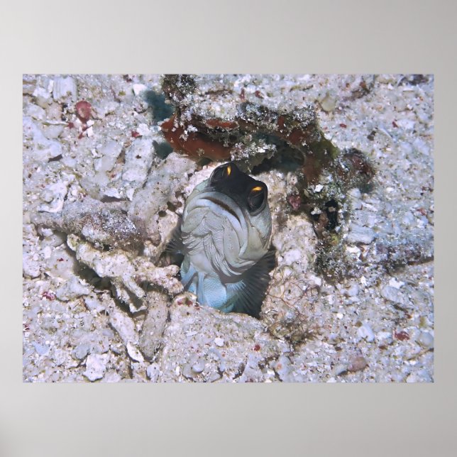 Poster Barred Jawfish (Frente)