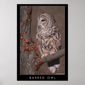 Póster Barred Owl