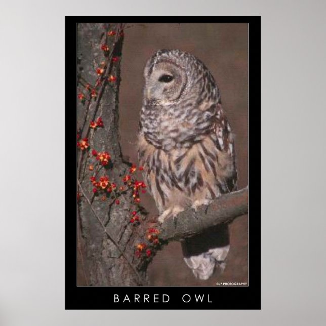 Póster Barred Owl (Frente)