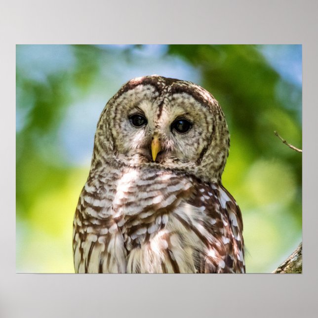 Póster Barred Owl (Frente)