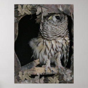 Poster Barred Owl - Aqui está a olhar para ti