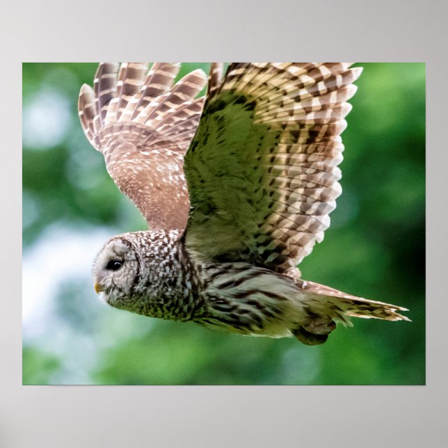 Poster Barred Owl em voo (Frente)