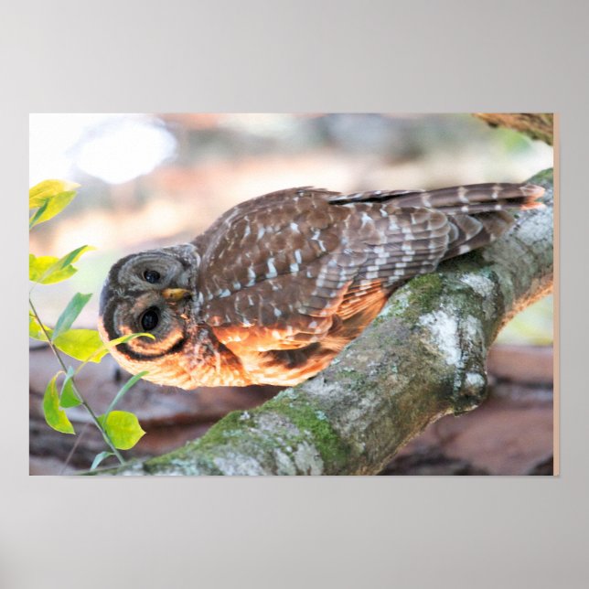 Póster Barred Owl no Sunset (Efeito do Petróleo v2) (Frente)