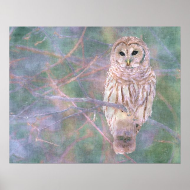 Póster Barred Owl Pastel Oilpainting (Frente)