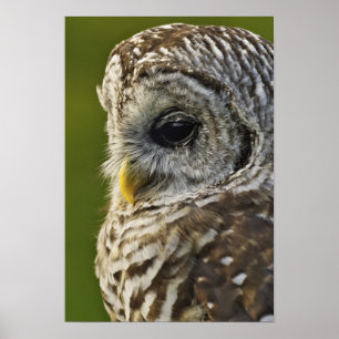 Poster Barred Owl, Strix varia, Michigan