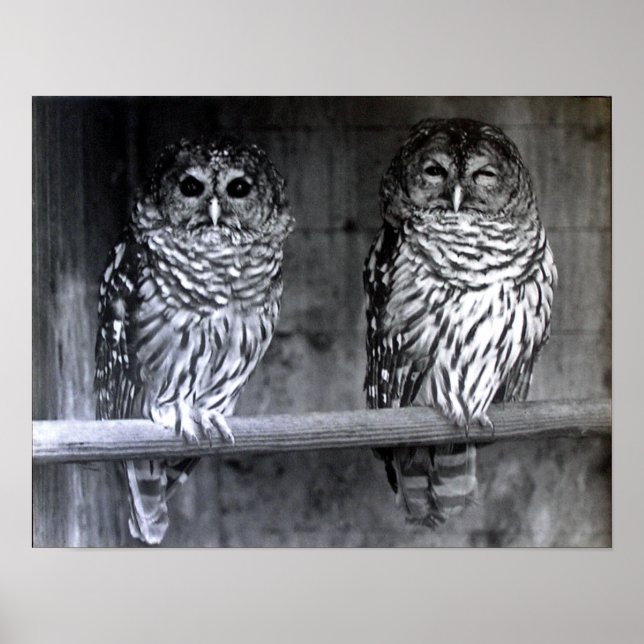 Póster Barred Owls (Frente)