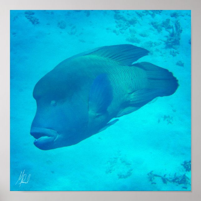 Poster Barreira de Excelente Assinada Reef Napoleon Wrass (Frente)