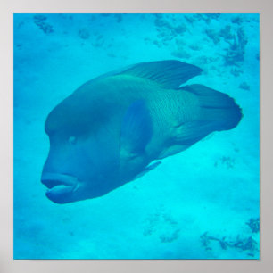 Poster Barreira excelente Recife Napoleão Peixe Em Fragm