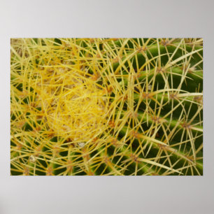 Poster Barrel Cactus Closeup Abstrato