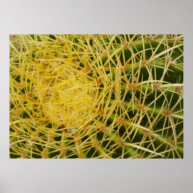 Poster Barrel Cactus Closeup Abstrato (Frente)
