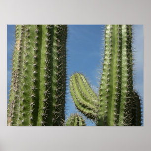 Poster Barrel Cactus I Desert Photo