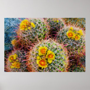 Póster Barrel cactus perto, Califórnia
