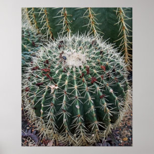 Póster Barrel Cactus Photo Mexico Southwest Cacti