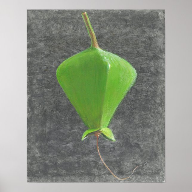 Póster Barringtonia Acutangula (Frente)