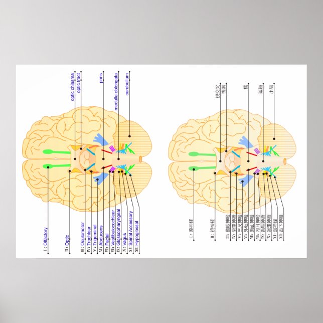 Póster base da imagem do cérebro em inglês e japonês (Frente)