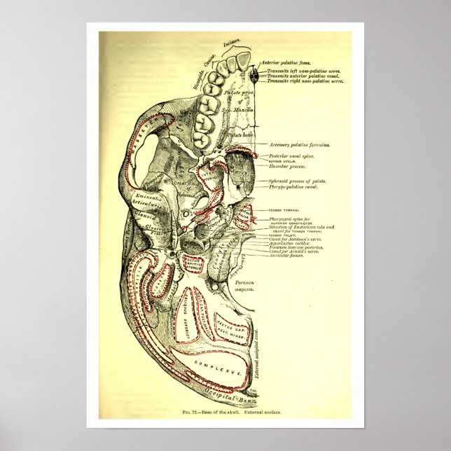 Póster Base de Anatomia Vintage do crânio externo (Frente)
