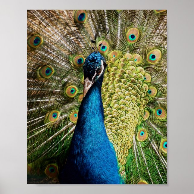 Poster Bashful Peacock (Frente)