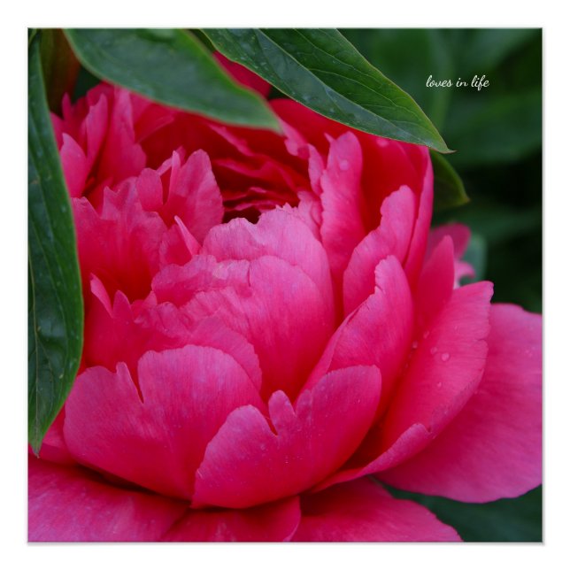 Póster Bashful Pink Peony (Frente)
