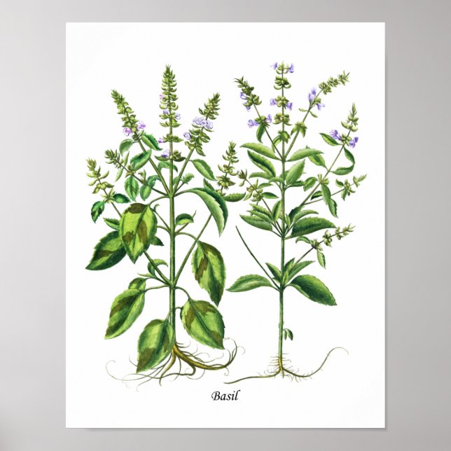 Poster Basil Herb Kitchen Decor Wall Art (Frente)