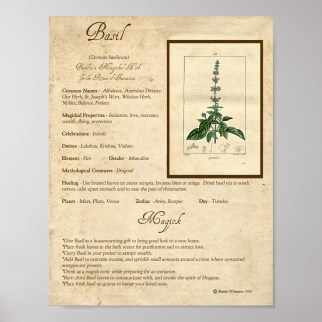 POSTER BASIL MAGICK HERB (Frente)