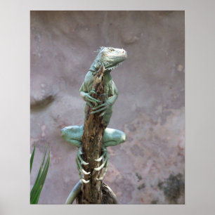 Poster Basking da iguana