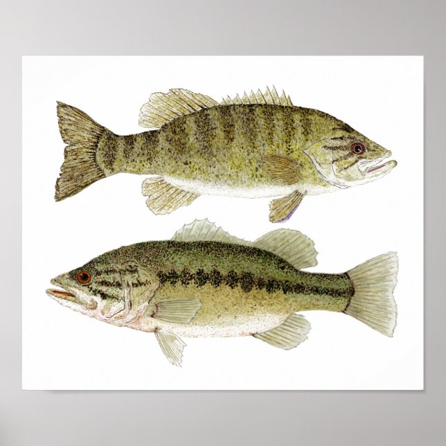 Póster Bass (Frente)