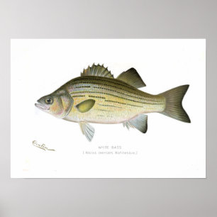 Póster Bass Branco