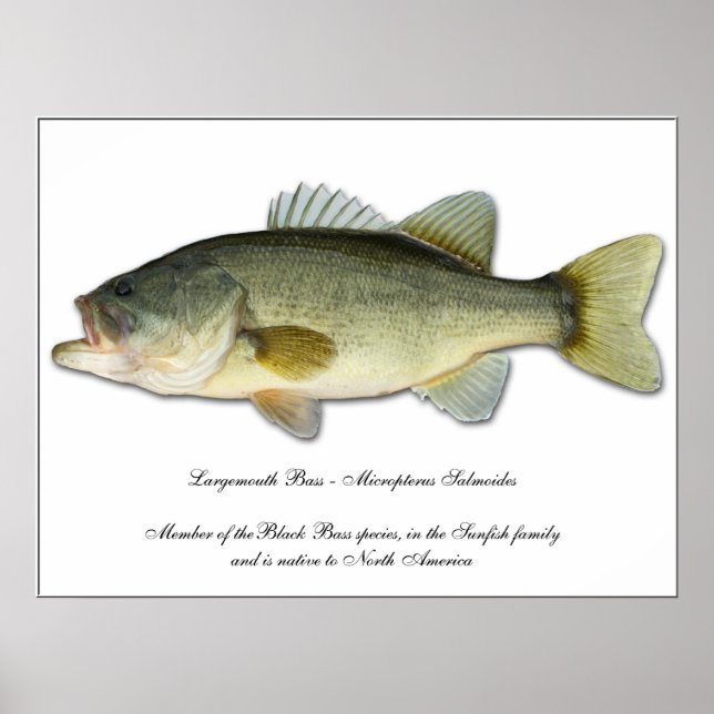 Póster Bass de Boca Largemouth (Frente)