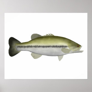 Poster Bass de Boca Largemouth