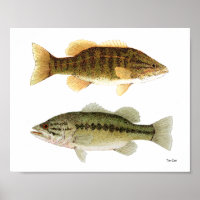 Bass- Smallmouth & Largemouth Bass Art