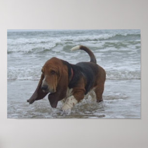 Poster Basset Hound By Sea