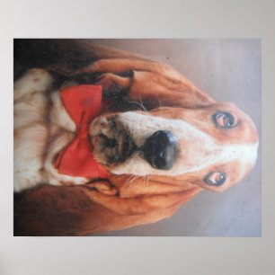 Poster Basset Hound Com Torneio De Arco Vermelho