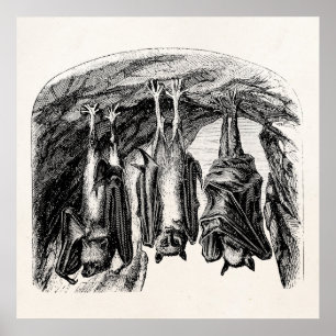 Poster Bastão do Fox de vôo dos 1800s do bastão do