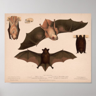 Poster Bat Vermelho, Bat Castanho   Louis Pitar & Co.