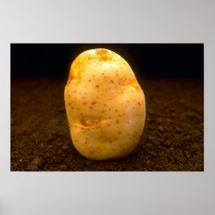 Póster Batata na sujeira