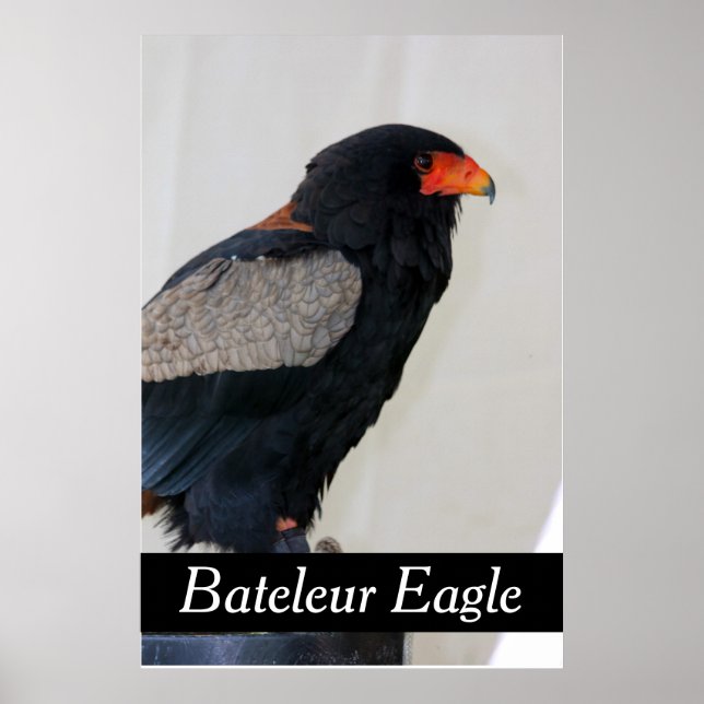 Poster Bateleur Eagle (Frente)