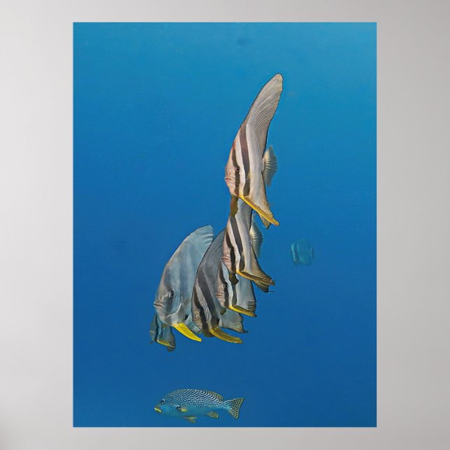 Poster Batfish Parade (Frente)